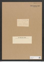 Nitzschia delognei Grun. (de-Toni-Nr.: Genus 47, Species 2140) Zeichnungen Sammlung Grunow Nr. 4308 (NHMW-BOT-W0372332)